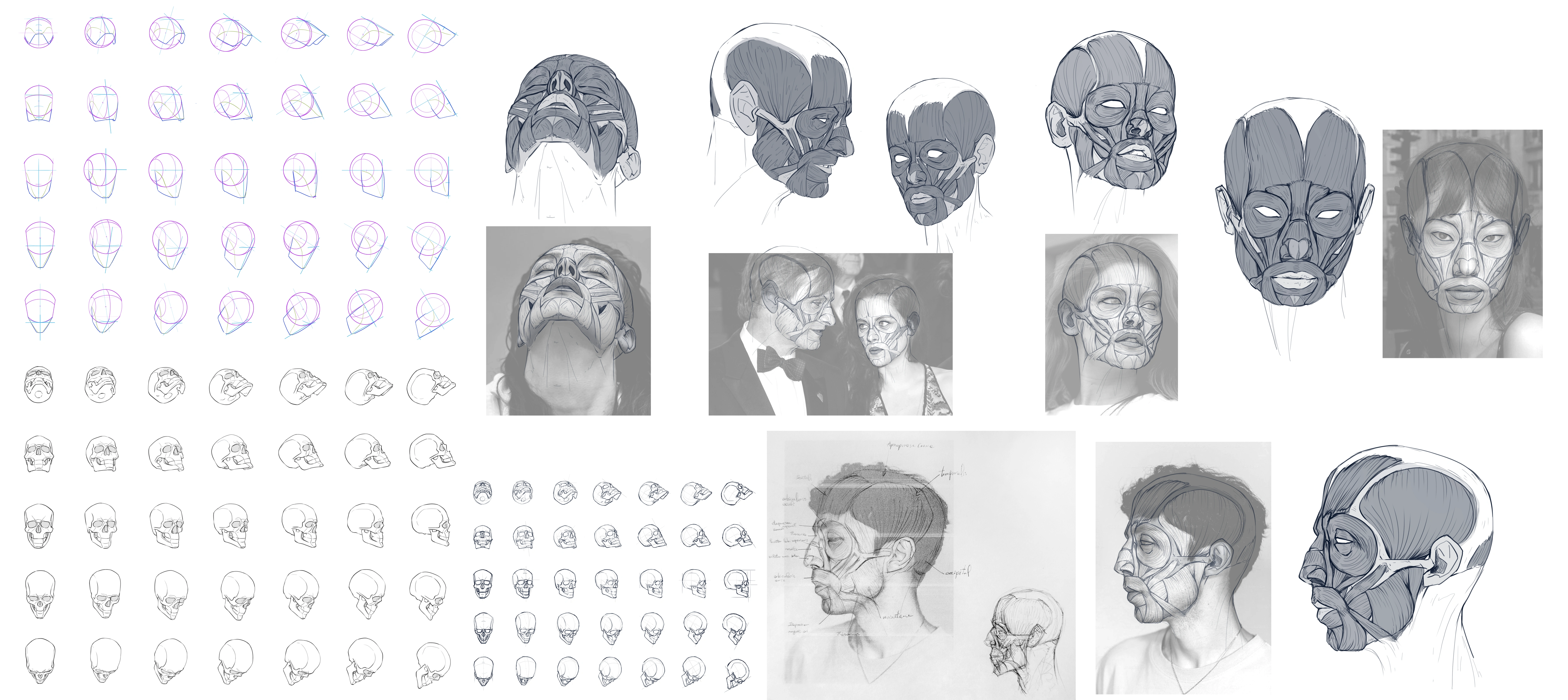 ANATOMIE — travail étudiant 5