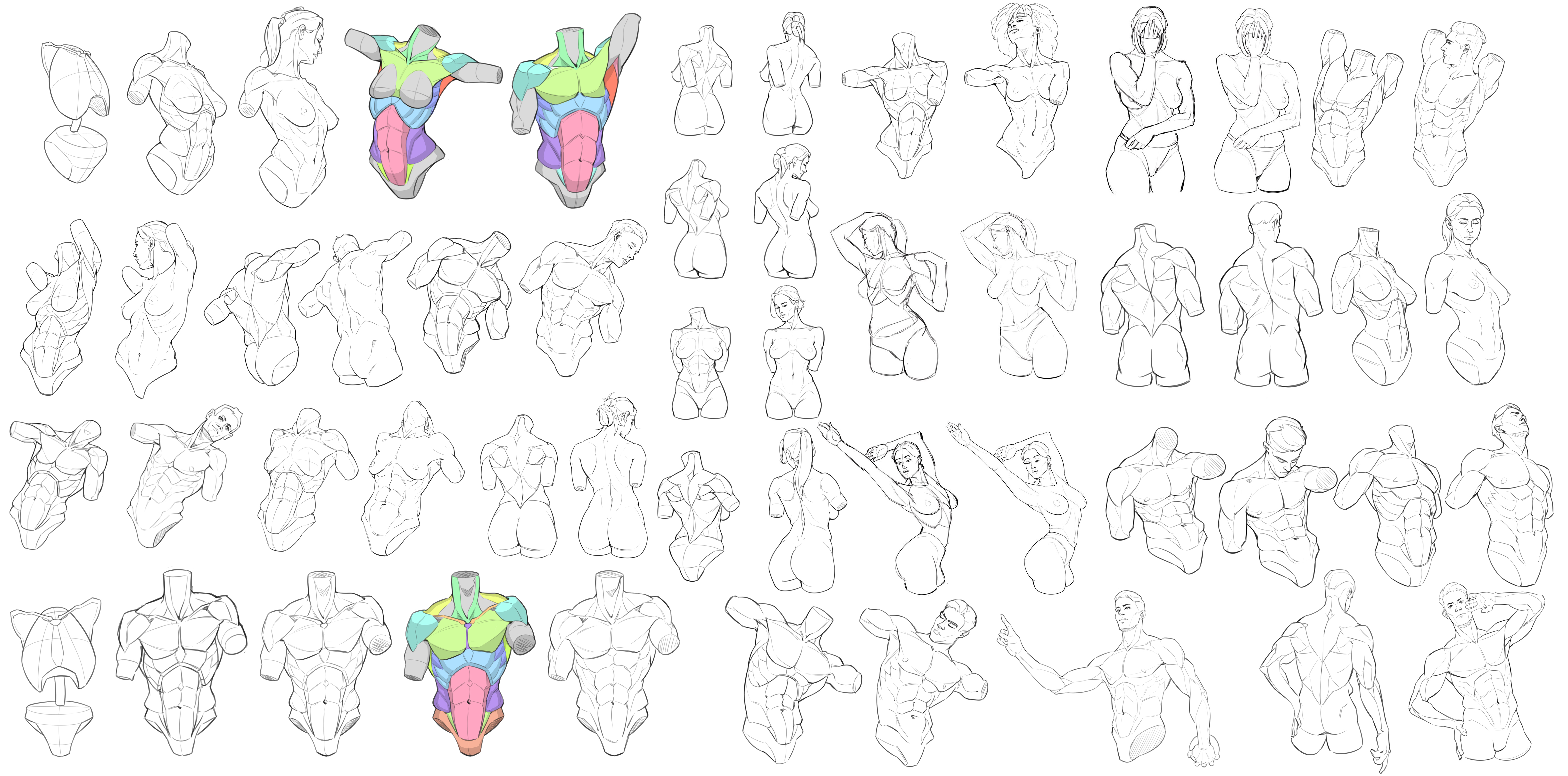 ANATOMIE — travail étudiant 2